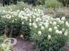 Trifolium ochroleucum