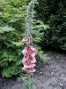 Verbascum Helen Johnson