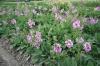 Verbascum Jackie In Pink