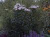 Vernonia Noveboracensis Crinita Alba