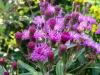 Vernonia Noveboracensis Mammouth