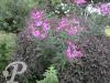 Vernonia noveboracensis Crinita