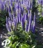 Veronica Ulster Dwarf Blue