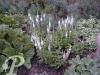Veronica spicata Icecle