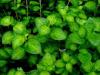 Vinca Major Maculata