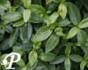Vinca minor