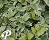 Vinca minor Argenteovariegata