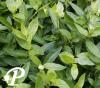 Vinca minor Atropurpurea