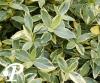 Vinca minor Aureovariegata