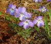 Viola Pedata
