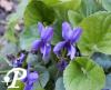 Viola Queen Charlotte