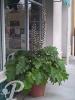 acanthus mollis