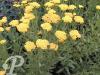 achillea hybride moonwalker