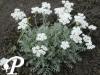 achillea kolbiana