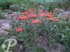 achillea millefolium walter funke