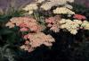 achillea millefollium salmon beauty