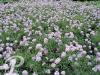 aethionema armenum warley rose