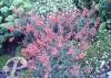 agastache barberi firebird