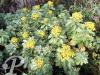 ajania chrysanthemum silver gold