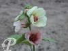 alcea park allee