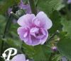 alcea park rondell