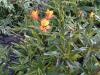 alstroemeria glory of the andes