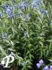 amsonia tabernaemontana