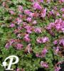 geranium cantabriigense Westray