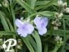 tradescantia Little Doll